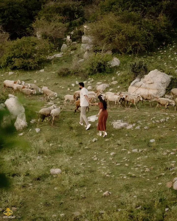 Couple photographed in a hillside meadow as a flock of sheep grazes around them